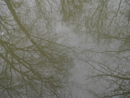 Marais Poitevin (Brun)