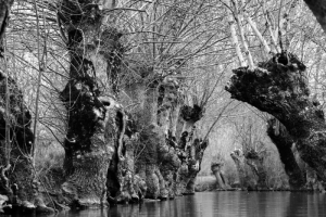 Marais Poitevin (JACQUES TOKANI)